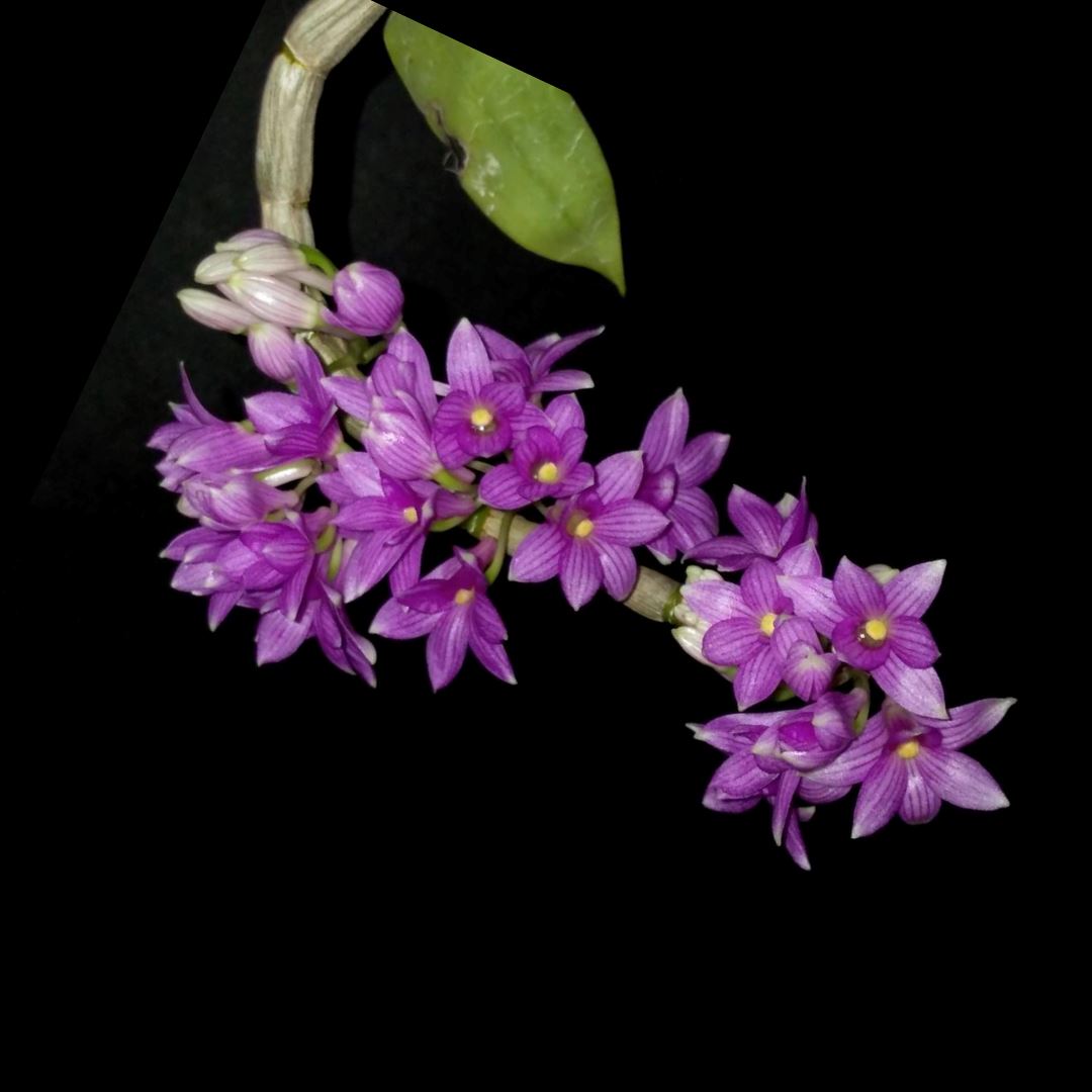 Dendrobium goldschmidtianum Dendrobium La Foresta Orchids 