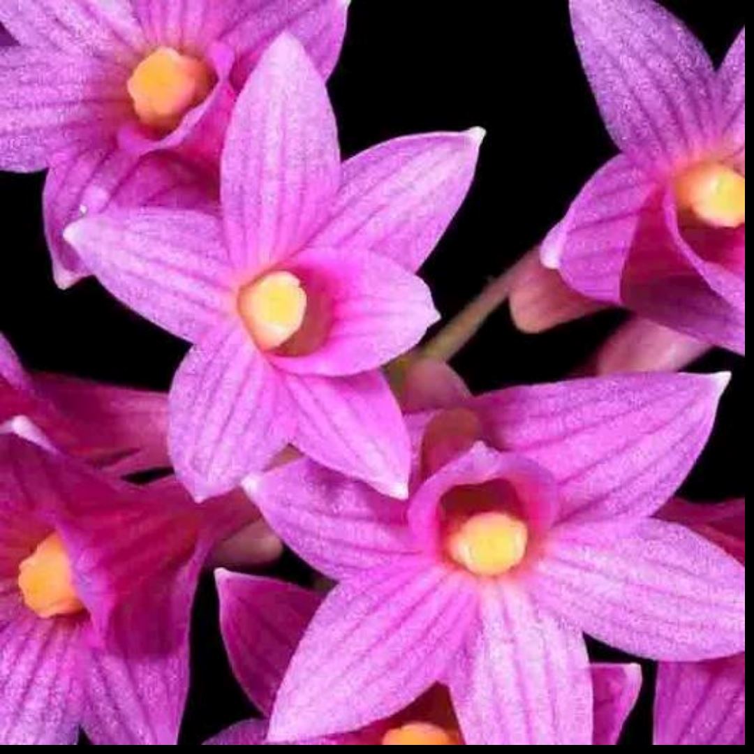 Dendrobium goldschmidtianum Dendrobium La Foresta Orchids 