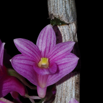 Dendrobium goldschmidtianum Dendrobium La Foresta Orchids 