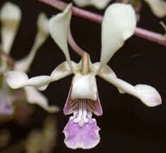 Dendrobium lineale Dendrobium La Foresta Orchids 