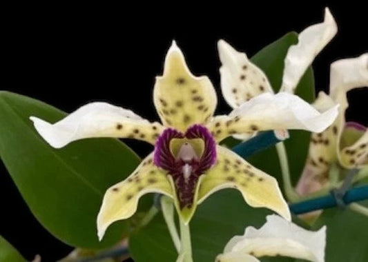 Dendrobium Little Norman Dendrobium La Foresta Orchids 