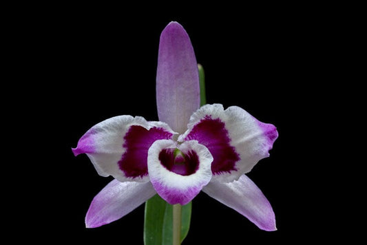 Dendrobium nobile var. cooksonianum Dendrobium La Foresta Orchids 