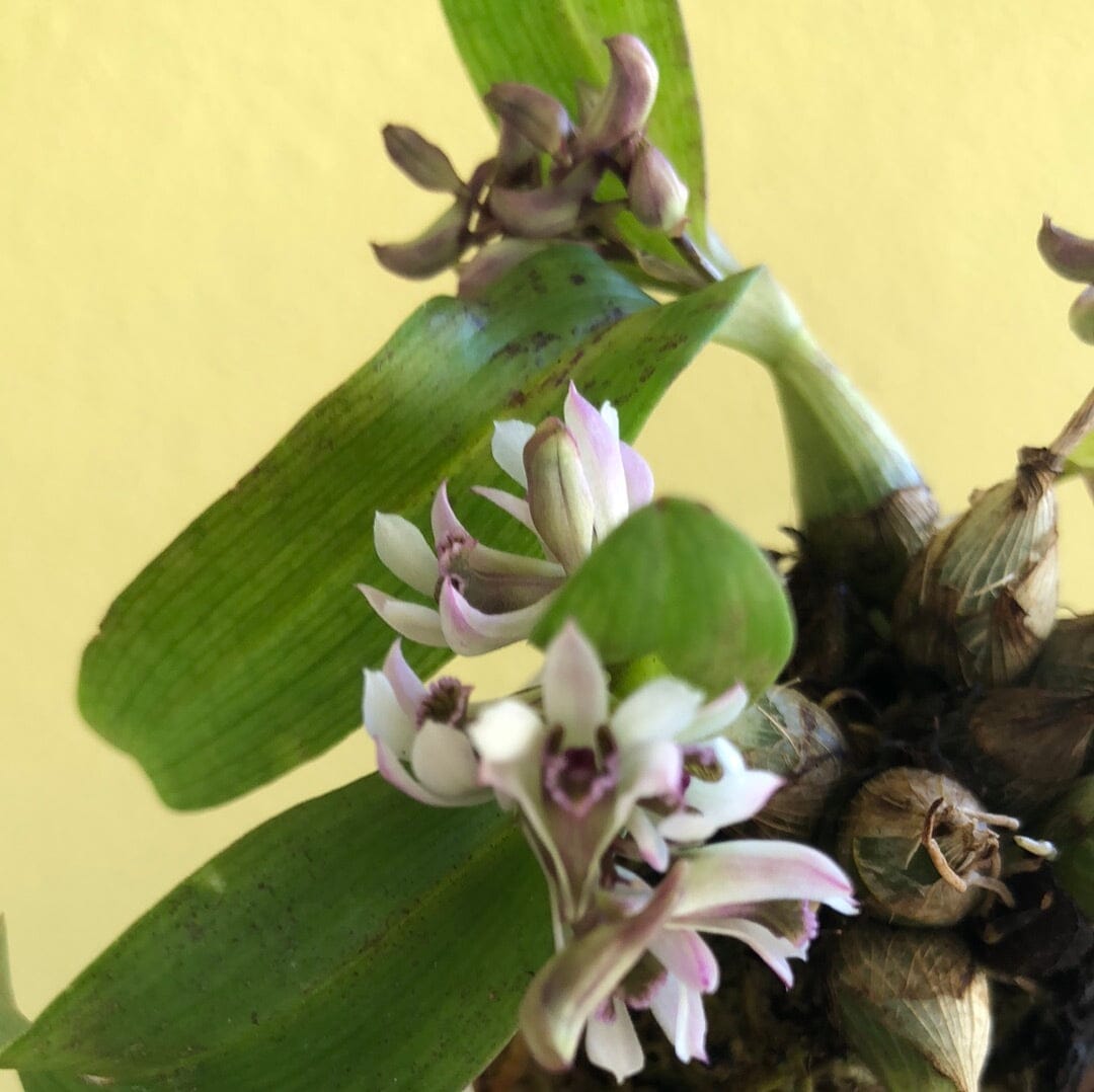 Dendrobium peguanum - In BLOOM! Dendrobium La Foresta Orchids 