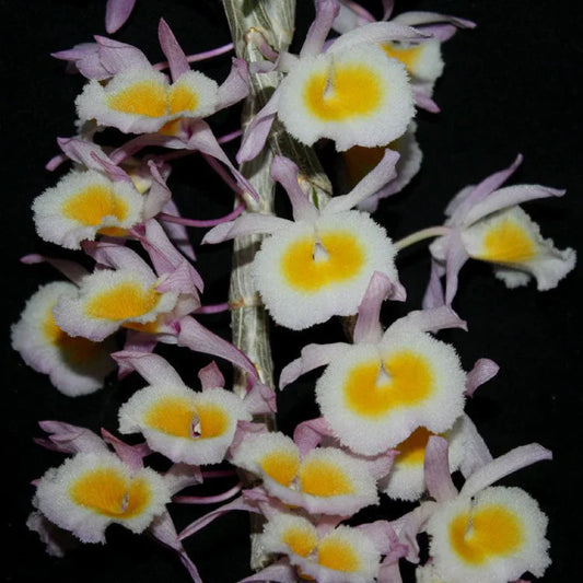 Dendrobium primulinum Dendrobium La Foresta Orchids Yellow 