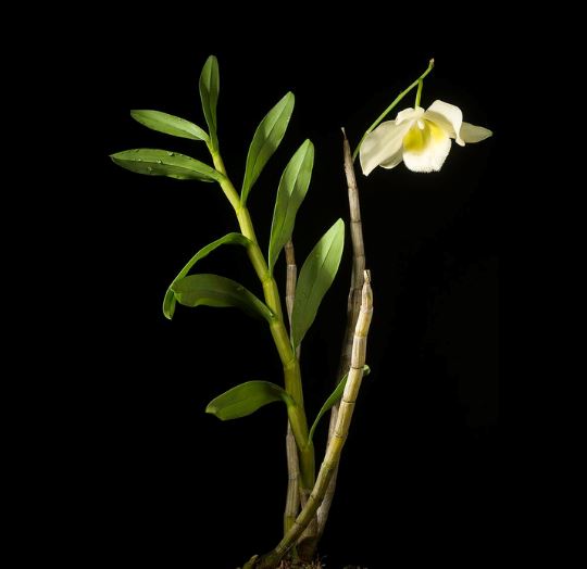 Dendrobium pulchellum var. alba Dendrobium La Foresta Orchids 