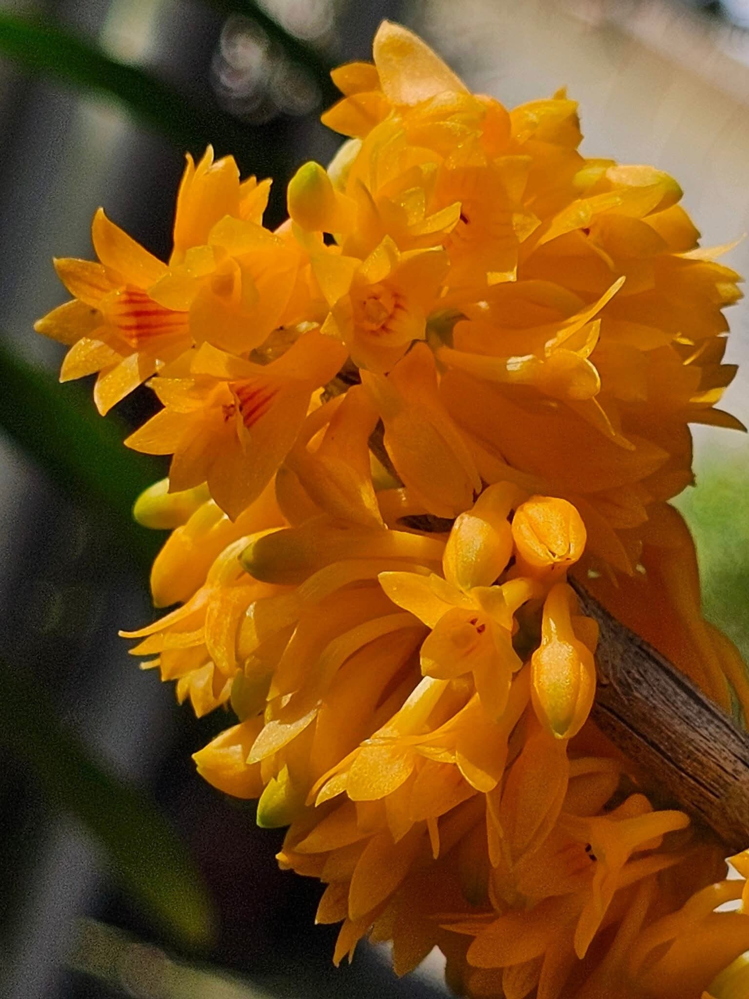 Dendrobium topaziacum Dendrobium La Foresta Orchids 