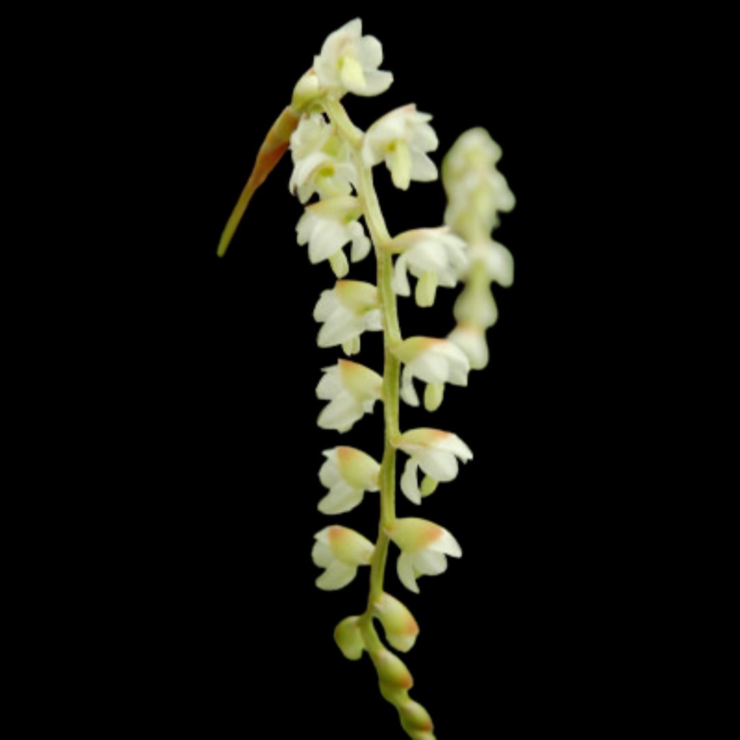 Dendrochilum uncatum Dendrochilum La Foresta Orchids 