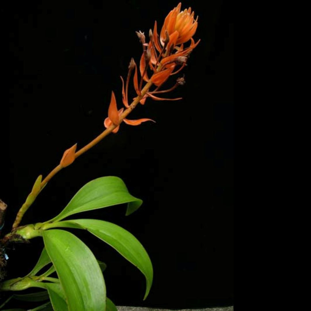 Dendrolirium ornatum Dendrolirium La Foresta Orchids 