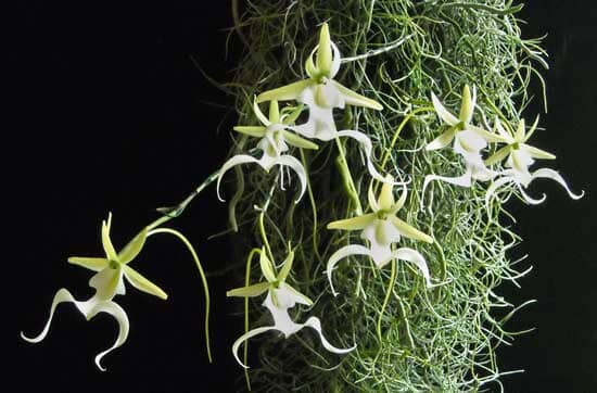 Dendrophylax lindenii - a Leafless Orchid! Dendrophylax La Foresta Orchids 