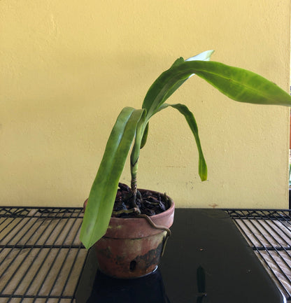 Dimorphorchis lowii Vanda La Foresta Orchids 