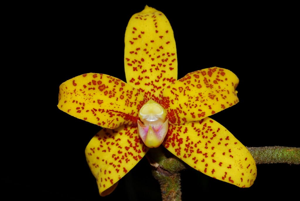 Dimorphorchis lowii Vanda La Foresta Orchids 