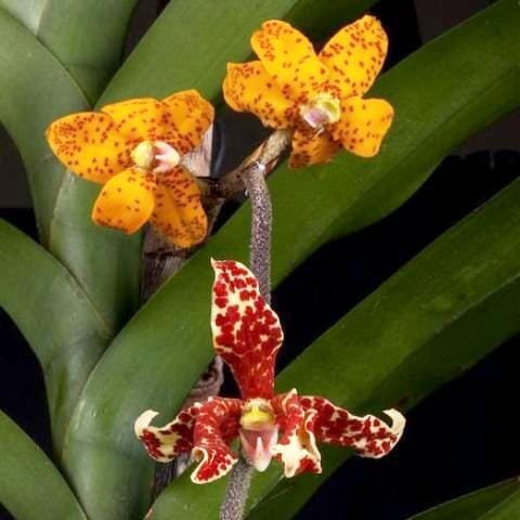 Dimorphorchis lowii Vanda La Foresta Orchids 