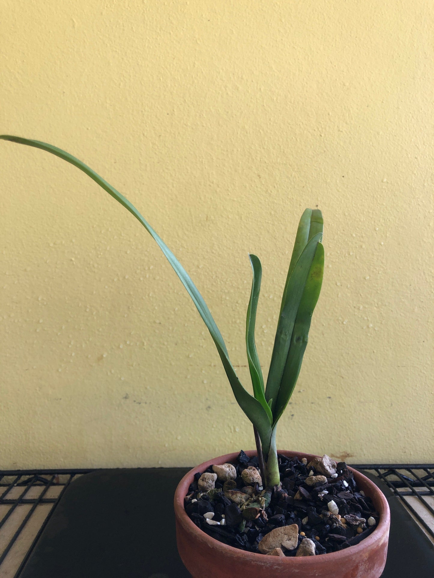 Dimorphorchis lowii Vanda La Foresta Orchids 