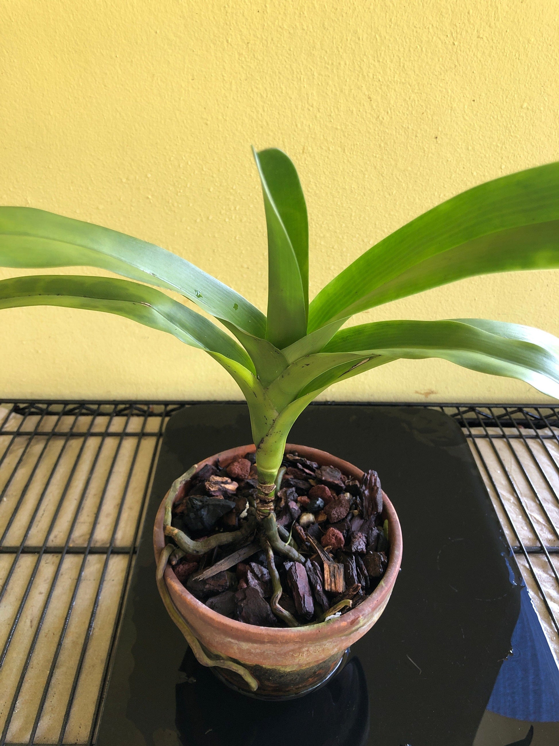 Dimorphorchis lowii Vanda La Foresta Orchids 