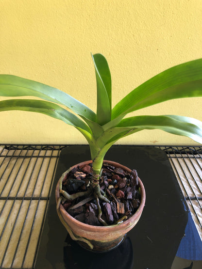 Dimorphorchis lowii Vanda La Foresta Orchids 