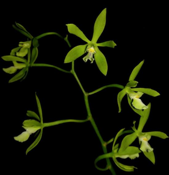 Encyclia bohnkiana Encyclia La Foresta Orchids 