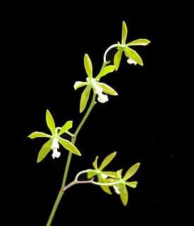 Encyclia bohnkiana Encyclia La Foresta Orchids 