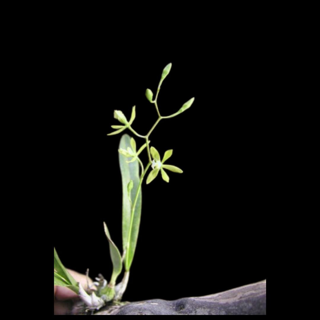 Encyclia bohnkiana Encyclia La Foresta Orchids 