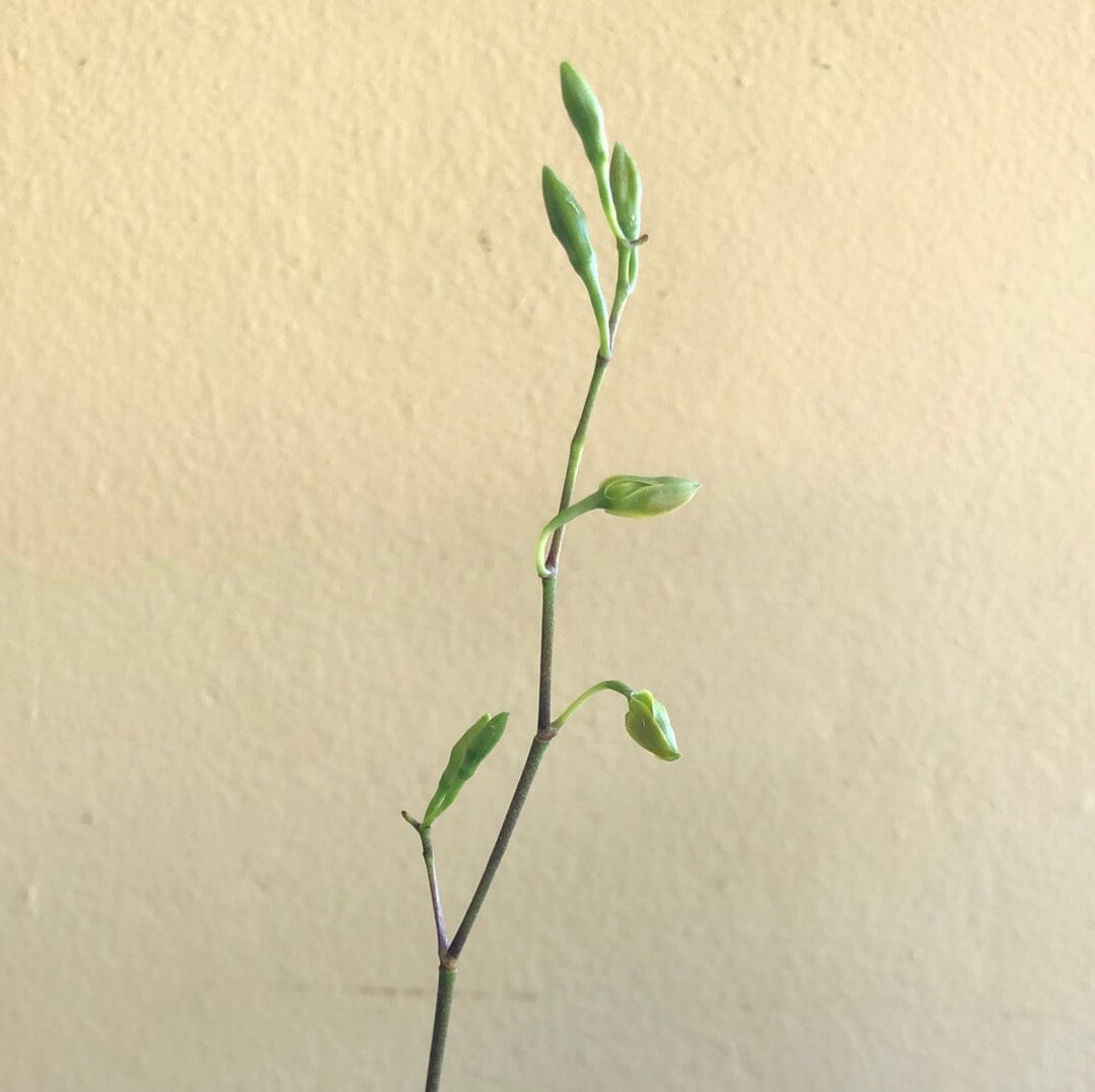 Encyclia bohnkiana - In BUD! Encyclia La Foresta Orchids 