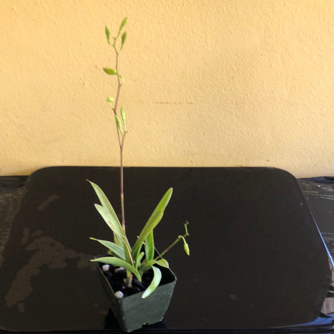 Encyclia bohnkiana - In BUD! Encyclia La Foresta Orchids 