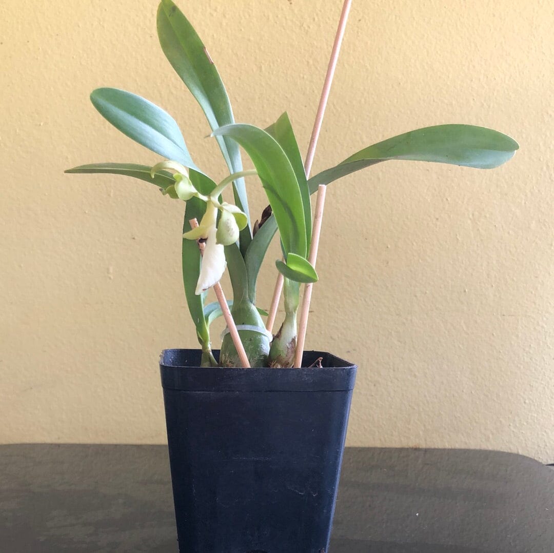 Encyclia cordigera 'Green' Encyclia La Foresta Orchids 