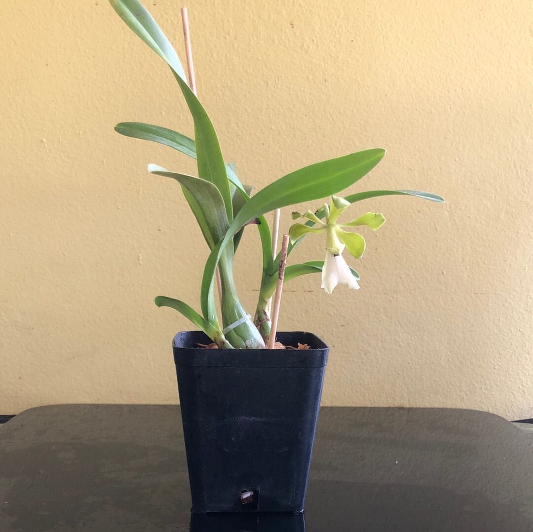 Encyclia cordigera 'Green' Encyclia La Foresta Orchids 