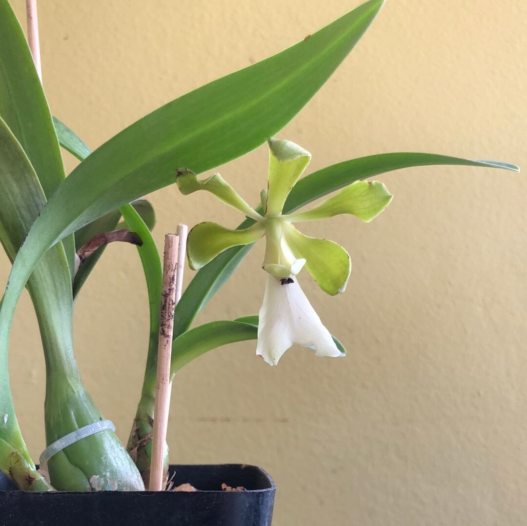 Encyclia cordigera 'Green' Encyclia La Foresta Orchids 