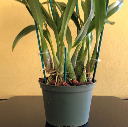 Encyclia cordigera var. rosea x Encyclia cordigera var. alba - In BUD! Encyclia La Foresta Orchids 