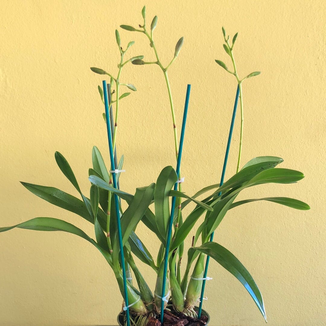 Encyclia cordigera var. rosea x Encyclia cordigera var. alba - In BUD! Encyclia La Foresta Orchids 