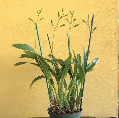 Encyclia cordigera var. rosea x Encyclia cordigera var. alba - In BUD! Encyclia La Foresta Orchids 