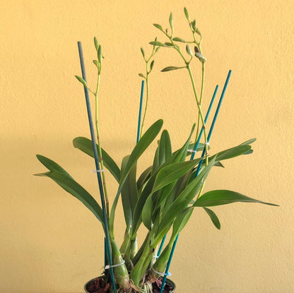 Encyclia cordigera var. rosea x Encyclia cordigera var. alba - In BUD! Encyclia La Foresta Orchids 