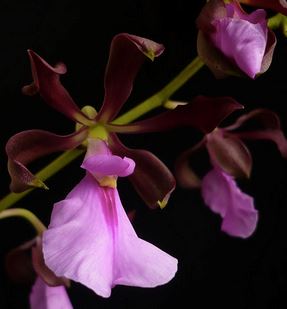 Encyclia cordigera var. roseum x Encyclia cordigera var. alba Encyclia La Foresta Orchids 