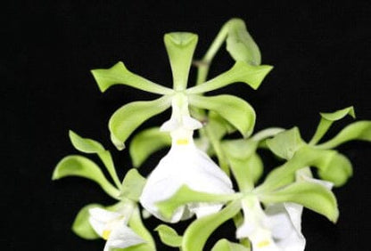 Encyclia cordigera var. roseum x Encyclia cordigera var. alba Encyclia La Foresta Orchids 