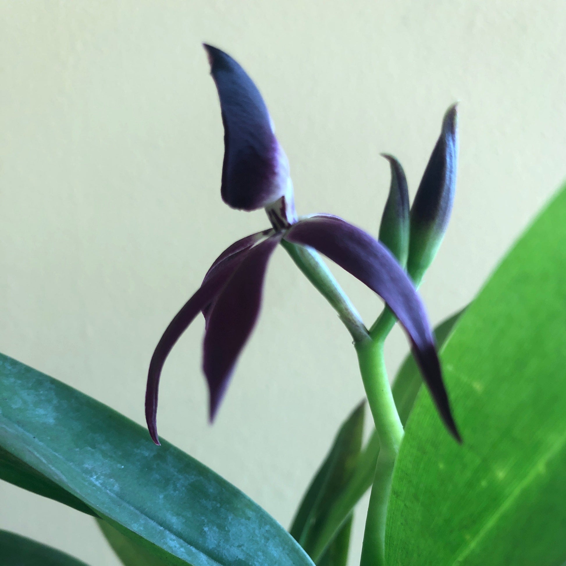 Encyclia Guarechea Black Comet - a Black Orchid! Encyclia La Foresta Orchids 