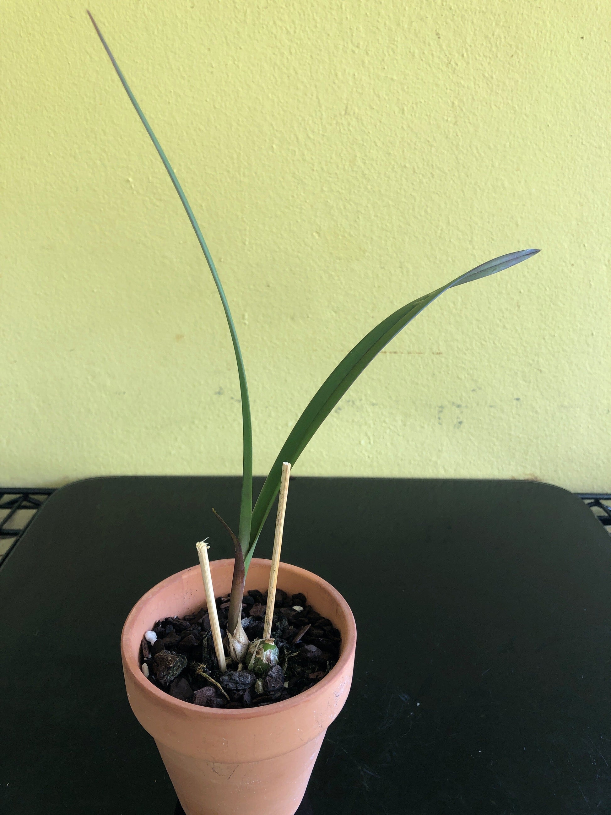 Encyclia randii Encyclia La Foresta Orchids 