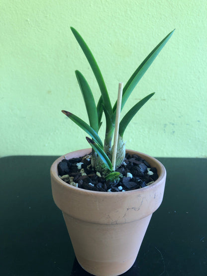 Encyclia seidelii Encyclia La Foresta Orchids 