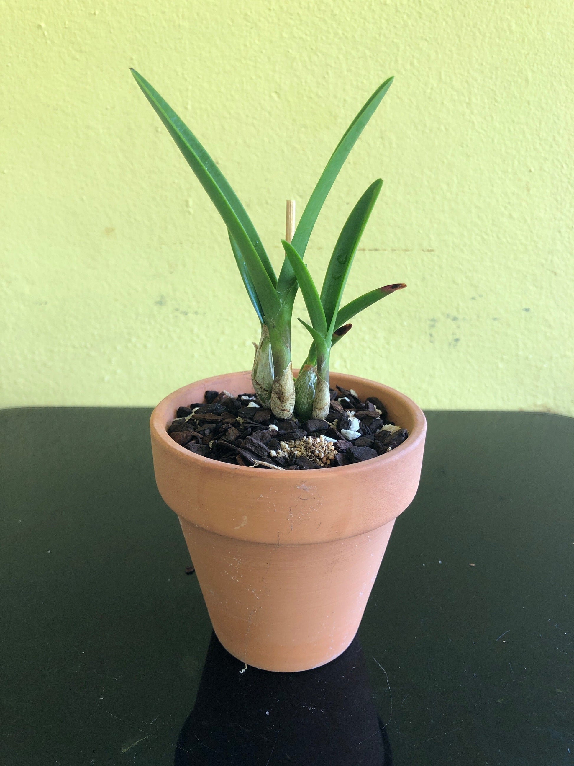 Encyclia seidelii Encyclia La Foresta Orchids 