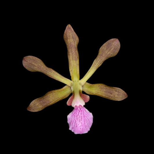 Encyclia seidelii Encyclia La Foresta Orchids 