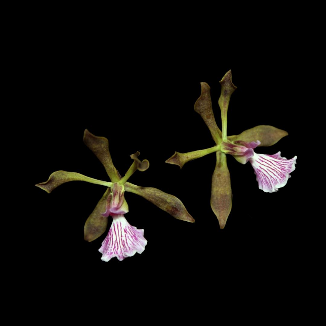 Encyclia seidelii Encyclia La Foresta Orchids 