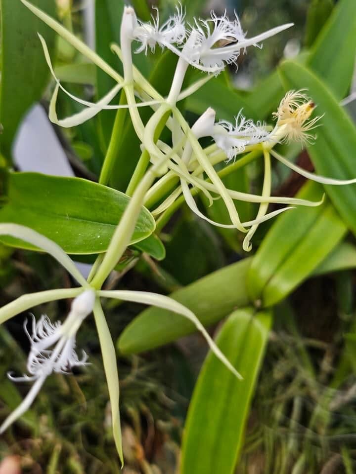 Epidendrum ciliare Epidendrum La Foresta Orchids 