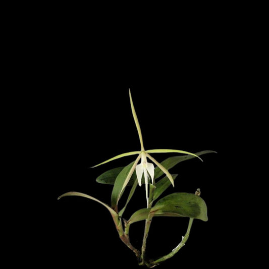 Epidendrum nocturnum Epidendrum La Foresta Orchids 