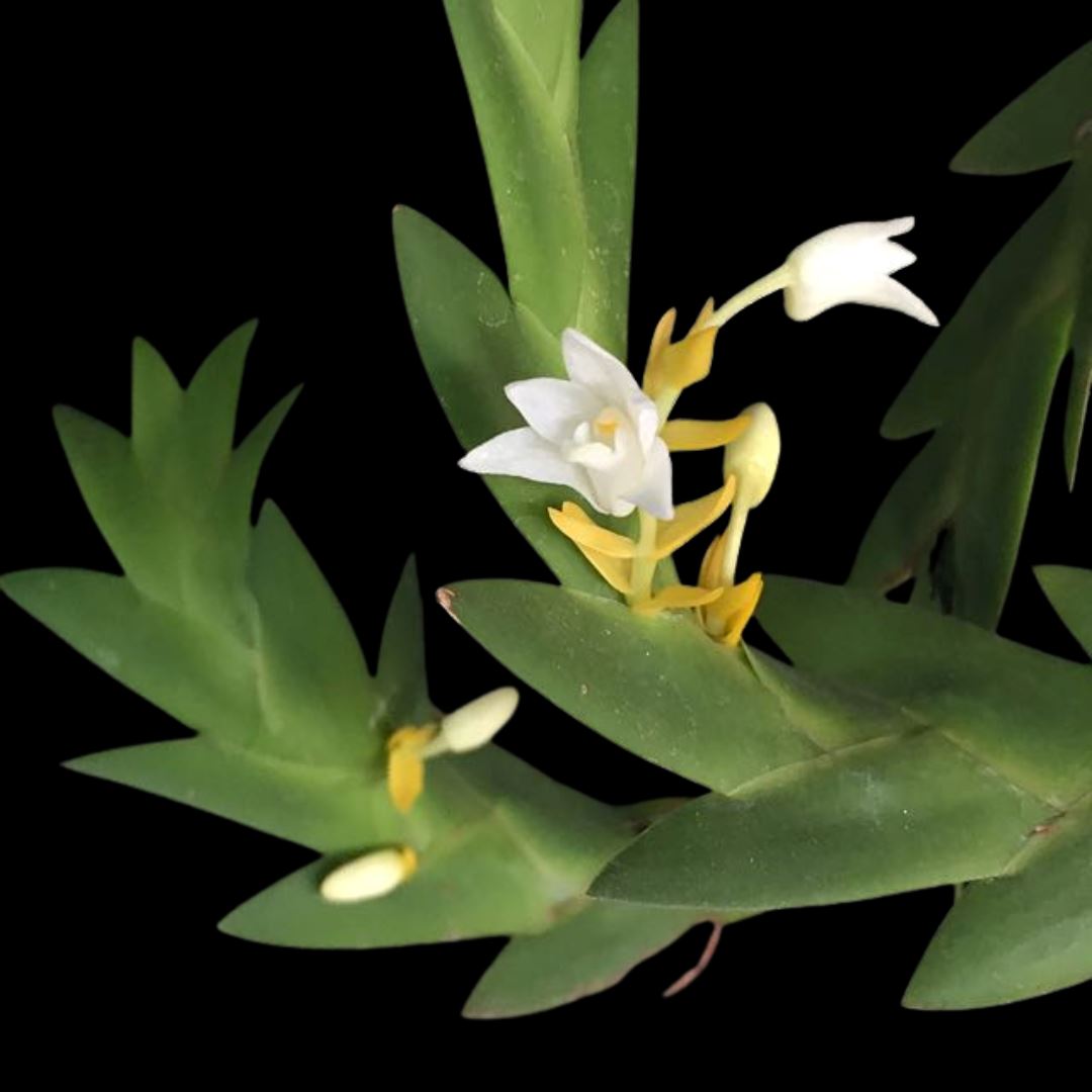 Eria aporoides Eria La Foresta Orchids 