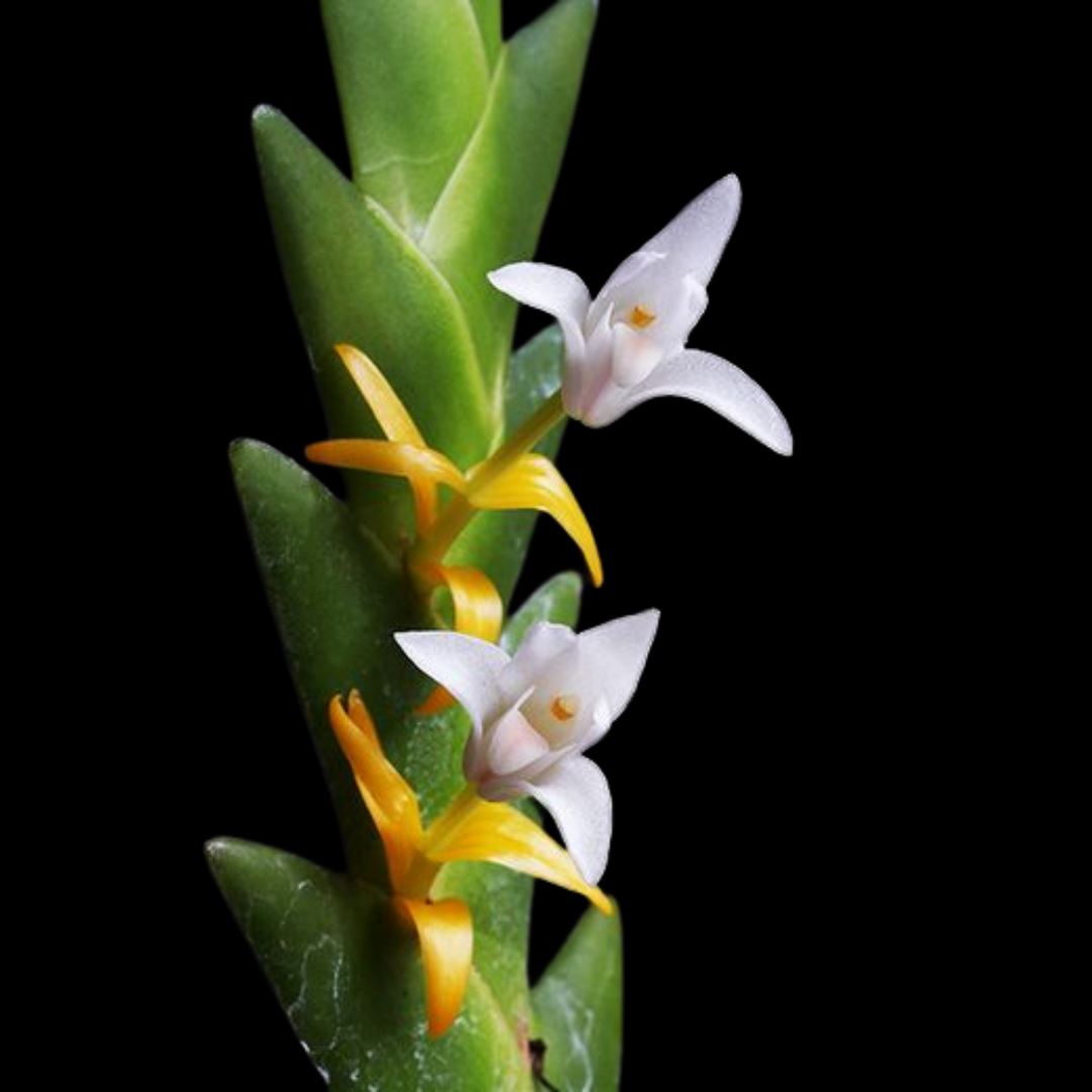 Eria aporoides Eria La Foresta Orchids 