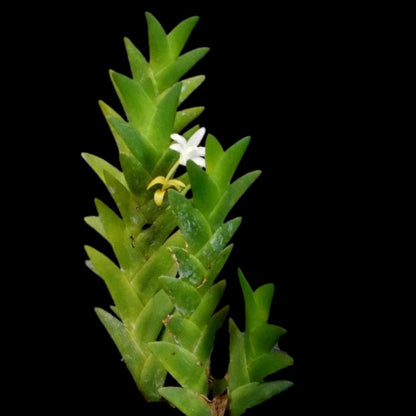 Eria aporoides Eria La Foresta Orchids 