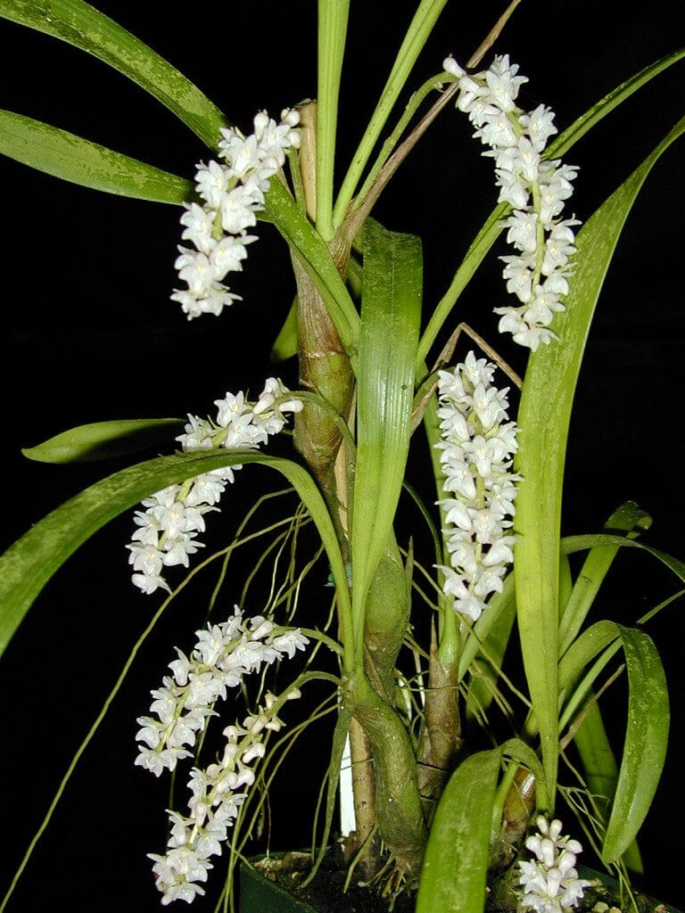 Eria convallarioides Eria La Foresta Orchids 