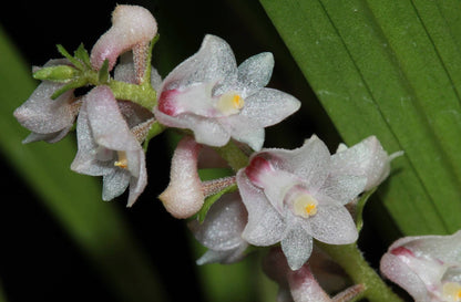 Eria convallarioides Eria La Foresta Orchids 