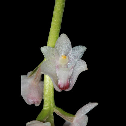 Eria convallarioides Eria La Foresta Orchids 