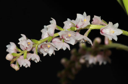 Eria convallarioides Eria La Foresta Orchids 