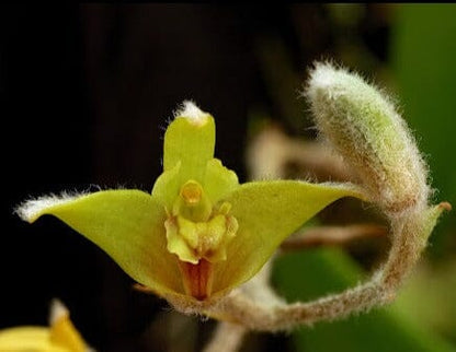 Eria flava Vanda La Foresta Orchids 