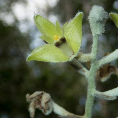 Eria flava Vanda La Foresta Orchids 